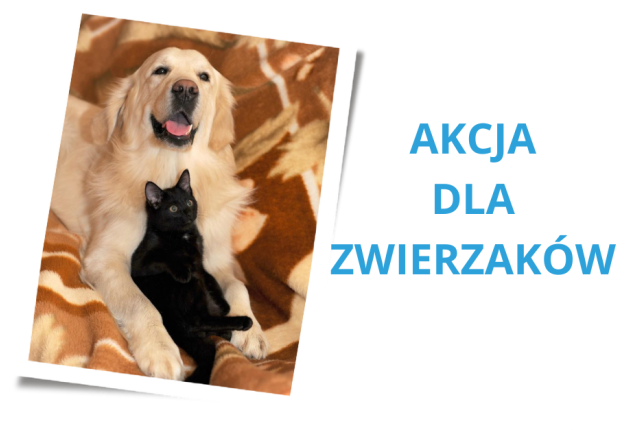 Na zdjęciu pies rasy golden retriver i czarny kot. Zwierzęta leżą na kocu w kolorze brązowym